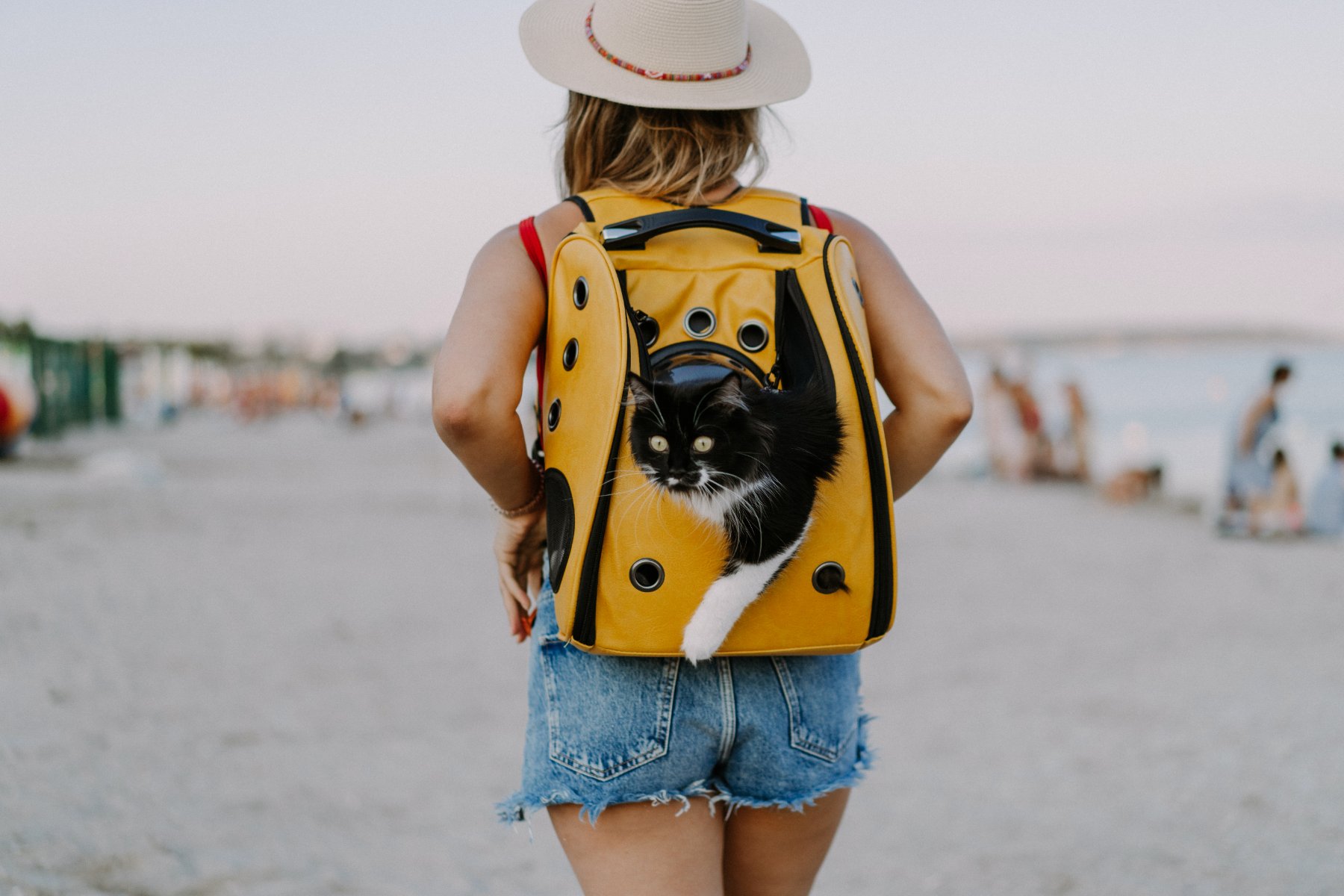 A cat looking out of a backpack pet carrier